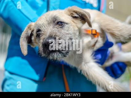 cucciolo mongrel tra le braccia di un uomo in uniforme blu veterinaria e guanti in lattice Foto Stock