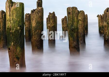 Vecchie pile di legno sulla riva del mare in passato, con un ricordo dei tempi antichi della pesca sulle rive del Mar Baltico Foto Stock