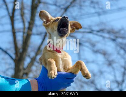 cucciolo mongrel tra le braccia di un uomo in uniforme blu veterinaria e guanti in lattice Foto Stock