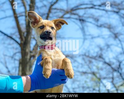 cucciolo mongrel tra le braccia di un uomo in uniforme blu veterinaria e guanti in lattice Foto Stock