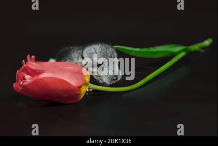 cucciolo di chinchilla con fiore tulipano rosso su nero Foto Stock