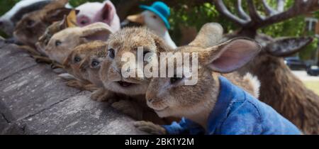 DATA DI USCITA: Gennaio 2021 TITOLO: Peter Rabbit 2: The Runaway STUDIO: Sony Pictures Animation DIRECTOR: Will Gluck TRAMA: Thomas e Bea sono ora sposati e vivono con Peter e la sua famiglia di conigli. Annoiato di vita nel giardino, Pietro va nella grande città, dove incontra i personaggi ombrosi e finisce per creare caos per tutta la famiglia. CON PROTAGONISTA: Benjamin (Colin Moody) e Peter Rabbit (James Corden). (Credit Image: © Sony Pictures Animation/Entertainment Pictures) Foto Stock