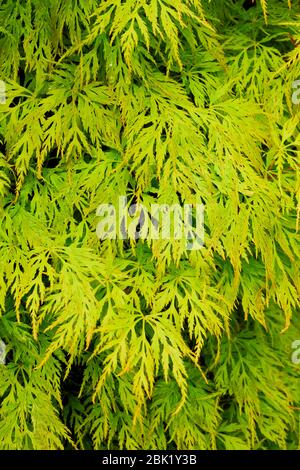 Acer Palmatum (acero giapponese) foglie verde chiaro in crescita radiante in una piovosa giornata di primavera. Foto Stock