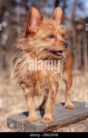 Ritratto di rosso yorkshire terrier con grandi orecchie nella foresta. Lana lunga. Guardando lontano. Sfondo sfocato. Verticale. Foto Stock