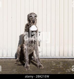 Sir Henry scottish deerhound con una maschera comminuty Foto Stock