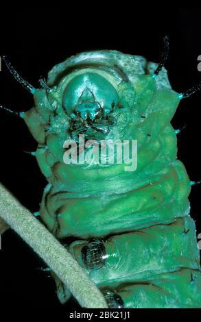 Atlas Moth Caterpillar, Attacus atlas, primo piano di boccaglio, alimentazione, verde Foto Stock