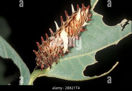 Comune Rosa Swallowtail Butterfly Caterpillar, Pachliopta aristolochiae goniopeltis, alimentazione su foglia di Aristolochia, impianto di tubi di Dutchmans, Thailandia Foto Stock