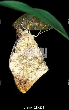 Grande punta arancione farfalla, Hebomoia glaucippe, schiusa da pupa, ali che asciugano, Gigante Foto Stock