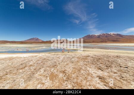 Splendida vista panoramica sui fenicotteri rosa di james al lago Hedionda (laguna). Splendido paesaggio di spettacolari Ande Boliviane e Altiplano in magnificente Foto Stock