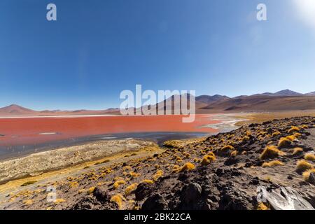 Splendida vista panoramica sui fenicotteri rosa di james a Laguna Colorada (laguna). Splendido paesaggio di spettacolari Ande Boliviane e Altiplano in magnif Foto Stock