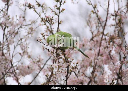 Verde parakeet in Prunus albero con foglie rosa Foto Stock