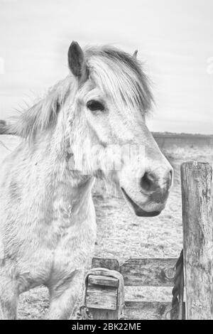 Ritratto a cavallo bianco e nero nel prato accanto ad una porta di legno Foto Stock