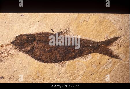 Pesce Fossil, nella roccia Foto Stock