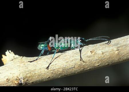 Emerald scarafaggio Wasp o gioiello Wasp, Ampulex compressa, Asia, solitaria inconsueto comportamento riproduttivo, comporta la disabilitazione di un live scarafaggio e utilizzo Foto Stock