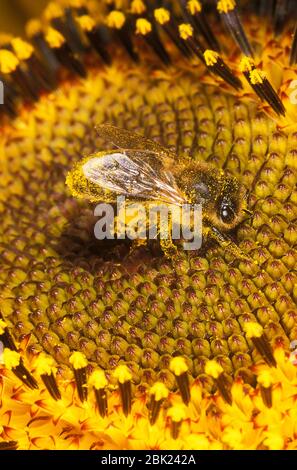 Ape di miele, Apis mellifera, Regno Unito, su piante di girasole ricoperte di polline Foto Stock