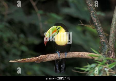 Chiglia Toucan fatturato, Ramphastos sulfuratus, captive, arroccato sul ramo Foto Stock