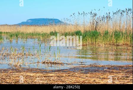 Landsape del Lago Balaton , Ungheria ( selective focus ) Foto Stock