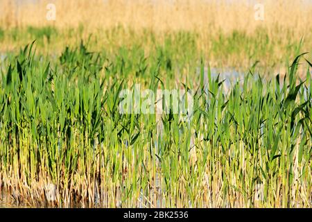 Landsape del Lago Balaton , Ungheria ( selective focus ) Foto Stock