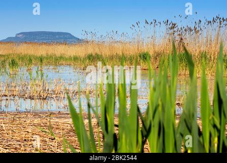 Landsape del Lago Balaton , Ungheria ( selective focus ) Foto Stock