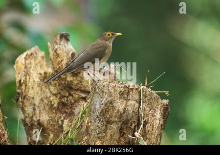 Thrush Eyed, Turdus nudigenis, arroccato su un ceppo di alberi, Trinidad Foto Stock