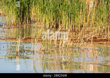 Landsape del Lago Balaton , Ungheria ( selective focus ) Foto Stock