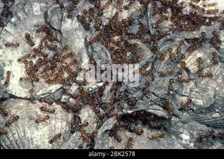 Red ANT, Myrmica rubra, conosciuta anche come la formica europea del fuoco, mostra da vicino la colonia Foto Stock