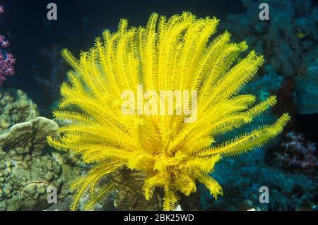 Stella gialla di Feather, Crinoid, Thailandia, gigli di mare, comatulidi Foto Stock