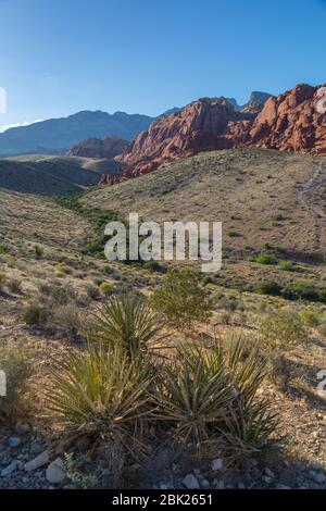 Vista delle formazioni rocciose e della flora nella Red Rock Canyon National Recreation Area, Las Vegas, Nevada, USA, Nord America Foto Stock