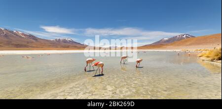 Splendida vista panoramica sui fenicotteri rosa di james al lago Hedionda (laguna). Splendido paesaggio di spettacolari Ande Boliviane e Altiplano in magnificente Foto Stock