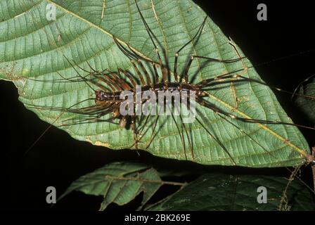 Scutigerid Sentipede a Legged, Scutigera sp., su foglia nella foresta pluviale, Sabah, Borneo Foto Stock