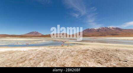 Splendida vista panoramica sui fenicotteri rosa di james al lago Hedionda (laguna). Splendido paesaggio di spettacolari Ande Boliviane e Altiplano in magnificente Foto Stock