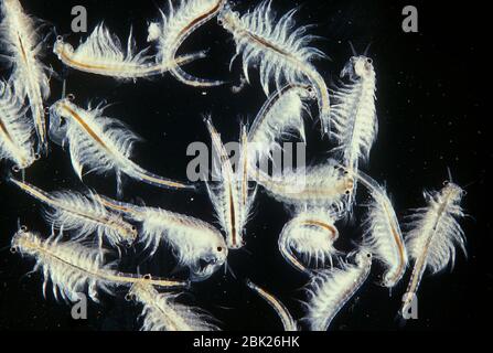 Fata Shrimp, Anostraca, primo piano, macro, retroilluminazione Foto Stock