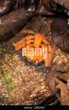 Huntsman Spider, Sadala o Olios specie, famiglia Sparassidae, Belize, arricciato su su su su pavimento della foresta Foto Stock