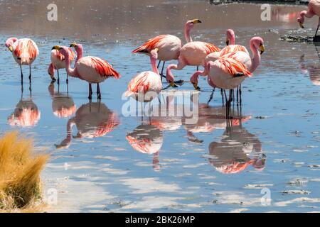 Splendida vista panoramica sui fenicotteri rosa di james al lago Hedionda (laguna). Splendido paesaggio di spettacolari Ande Boliviane e Altiplano in magnificente Foto Stock