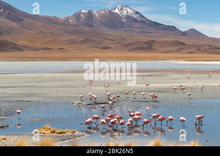 Splendida vista panoramica sui fenicotteri rosa di james al lago Hedionda (laguna). Splendido paesaggio di spettacolari Ande Boliviane e Altiplano in magnificente Foto Stock