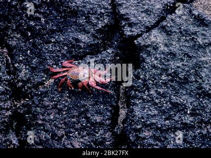 Sally granchio a piede leggero, Grapsus grapaspus, Isole Galapagos, in piedi sulle rocce Foto Stock