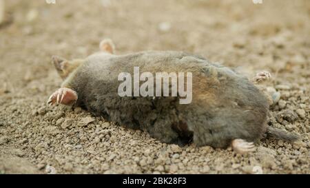 Avvelenamento da rodenticidi velenosi pesticidi agricoltura contro roditori voles topi. Riflette anche il cadavere della morte di talpa europaea europea Foto Stock