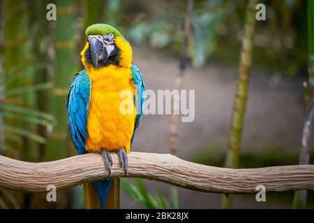 Macaw blu e giallo seduto su un ramo (Ara ararauna), uccello esotico Foto Stock