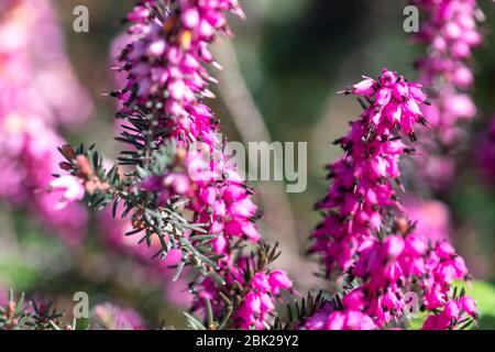 Da vicino, il fiore viola, il fiore di erica carnea, l'erica fiorita in inverno, la brughiera primaverile o alpina Foto Stock