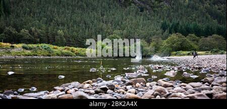 Strathconon Forest, Muir of Ord, Inverness-Shire, Scotland, UK 25/09/19. 2 cani che giocano sulla spiaggia sul fiume MEIG. MIUR di Ord a Scardroy Foto Stock