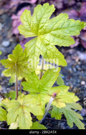 Heucherella "Alabama Sunrise" Foto Stock