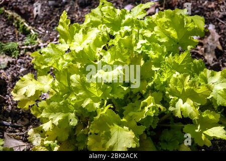 Tufted Heuchera 'Lime Marmalade' Heuchera Leaves Bright Lime Green Colour Spring Garden April Clump che forma Coral Bells Foliage Plant Foto Stock