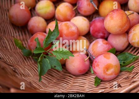 Varietà di prugne in un cesto Foto Stock