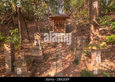 tokyo, giappone - marzo 20 2020: Santuario Shinto e statue di pietra volpe nella foresta dei giardini botanici di koishikawa. Foto Stock