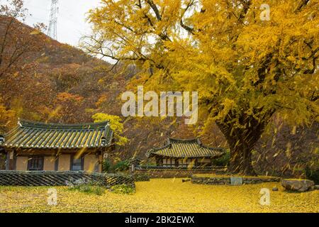 Bellissimo paesaggio con un grande ginkgo e tradizionale casa con tetto in piastrelle coreane in autunno, lunga esposizione, Ungok Seowon, Gyeongju, Corea Foto Stock