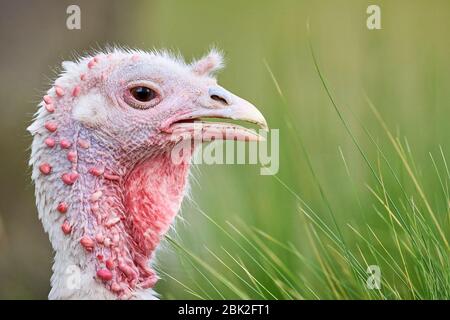 Royal Palm tacchino femmina ( Meleagris galopavo ) Foto Stock