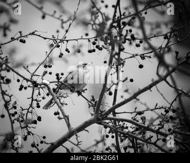Un'immagine in bianco e nero di un maestoso robin americano (Turdus migratorius) seduto in un albero di granchio nel centro di Ithaca, NY, USA Foto Stock