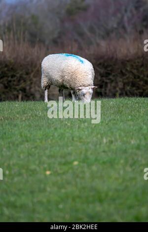 Pecore che pascolano su erba su terreni agricoli del Sussex Foto Stock