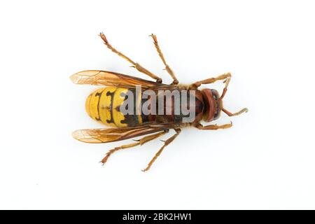 Vista dall'alto di un cornetto europeo (vespa crabro) isolato su sfondo bianco Foto Stock