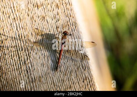 damselfly rosso Foto Stock